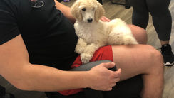 standard poodle puppy at a gym