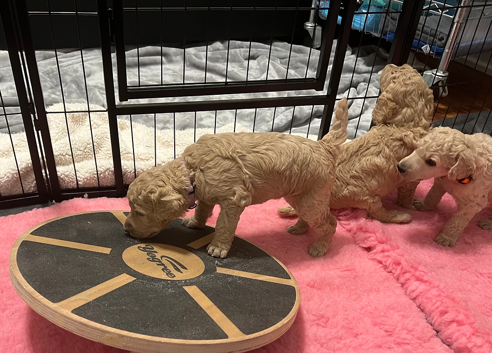 3-4 Week Old Puppies