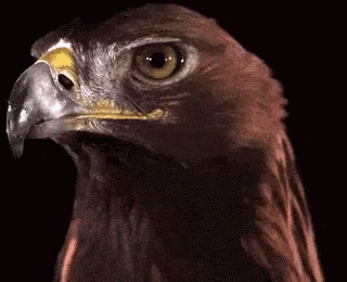 AGUILA.gif