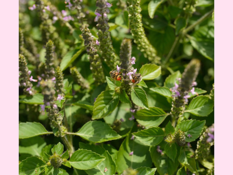Serenity in a Leaf: Exploring Holy Basil's Healing Essence