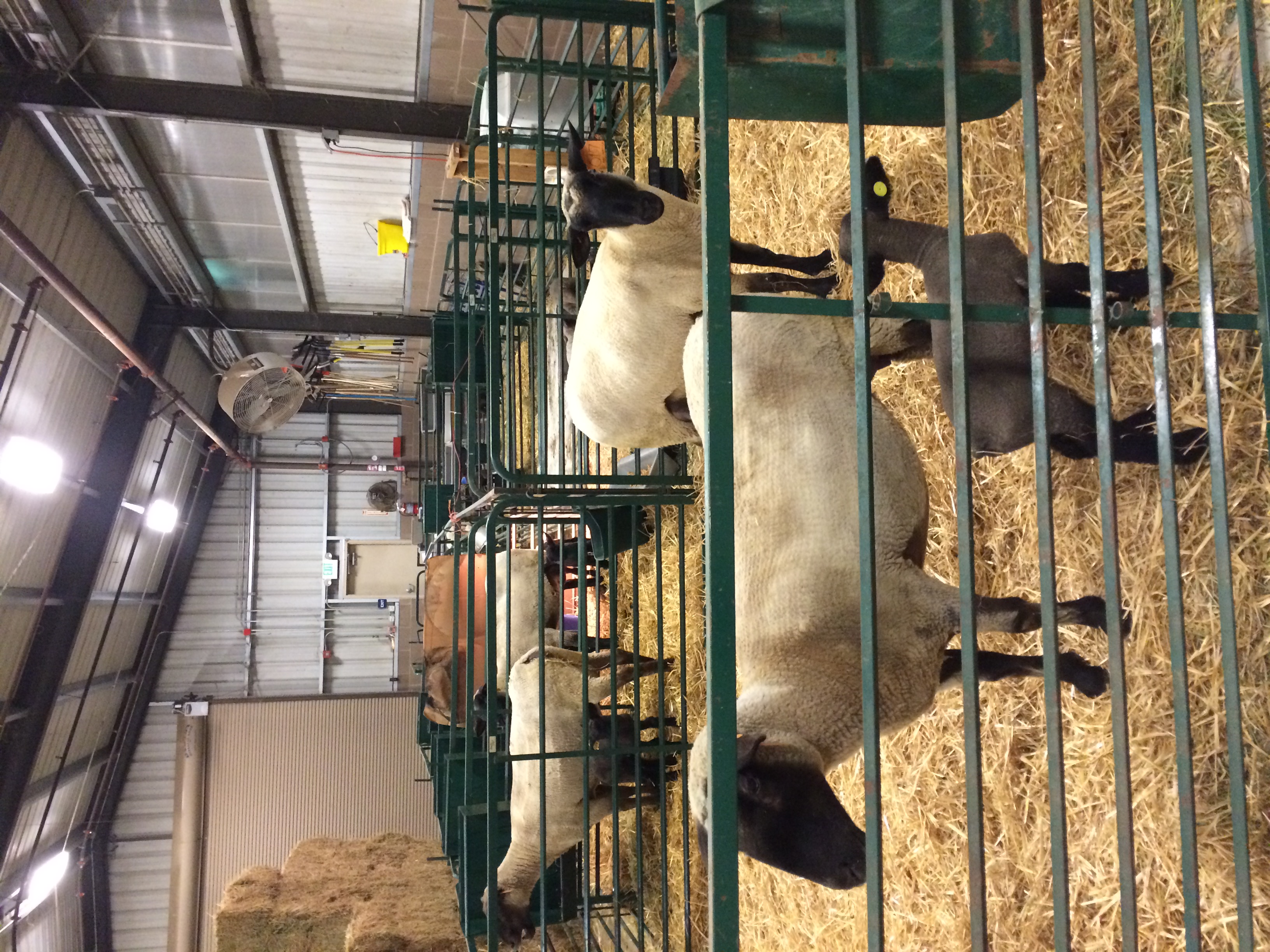 san joaquin veterinary clinic