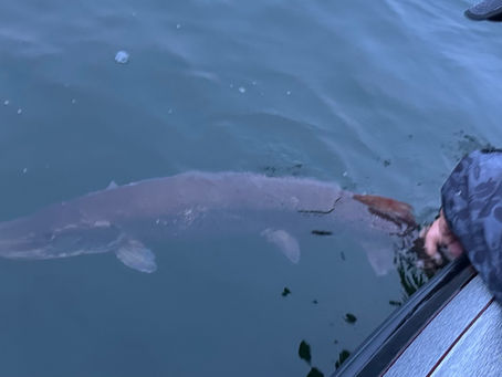 Mille Lacs Fishing Report, (Early June Smallmouth Bass, Walleye, and Muskie)