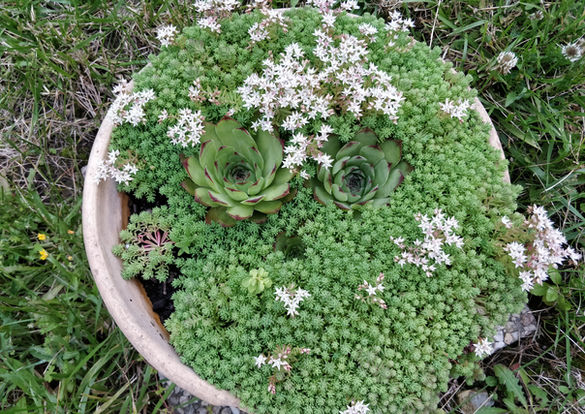 Emilie et un jardin jardinier paysagiste aménagement de jardins et de balcons à Tours en Indre-et-Loire