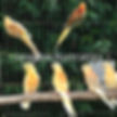 red rumped