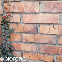 NIDO 18_Upload 2022.JPG