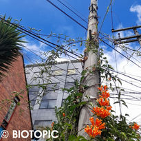 STAIR 9_Usaquén 2022.JPG