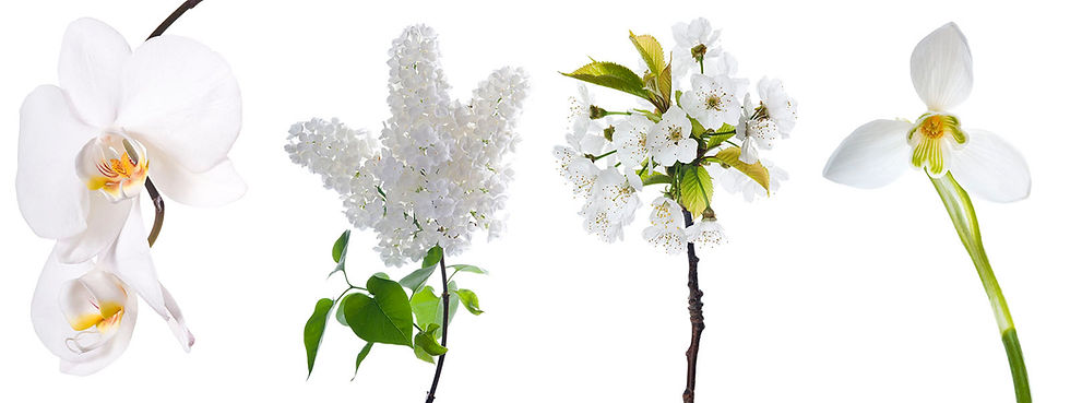White flowers isolated on white background