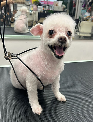 White dog, Poodle Cavalier King Charles Spaniel Mix,  with tongue out