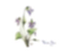 Watercolor painting of Violet flower; Thank You