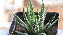 條紋十二卷Haworthia fasciata (Willd.) Haw..jp