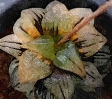 西瓜壽 Haworthia magnifica v.atrofusca.jpg