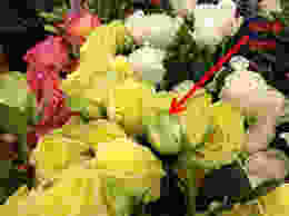 Guard petals on roses