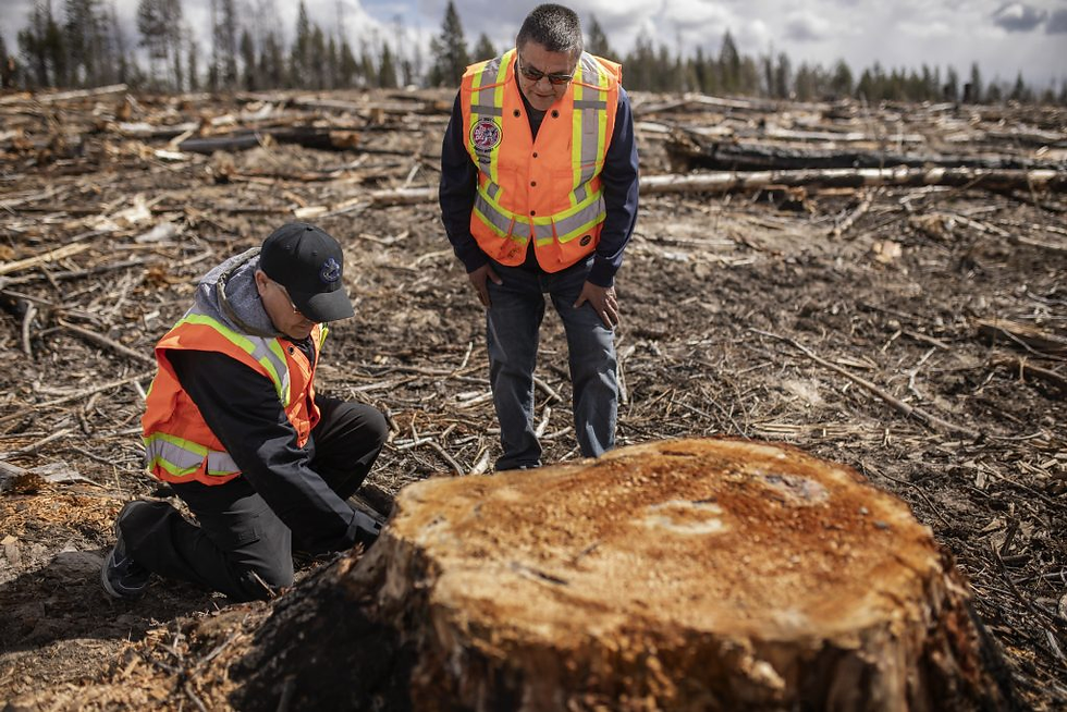 Gary Stump, Nen (land) Co-ordinator for Tl’etinqox Government (left) and Percy Guichon, CEO of Central Chilcotin Rehabilitation (CCR), inspect tree planting at a CCR forestry pilot project in Pressy Lake. Photo courtesy of Central Chilcotin Rehabilitation
