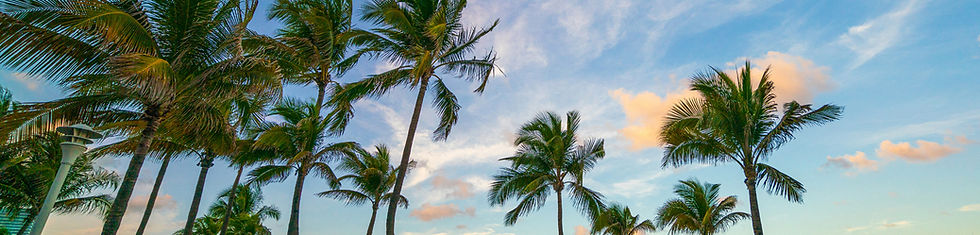palm_trees.jpg