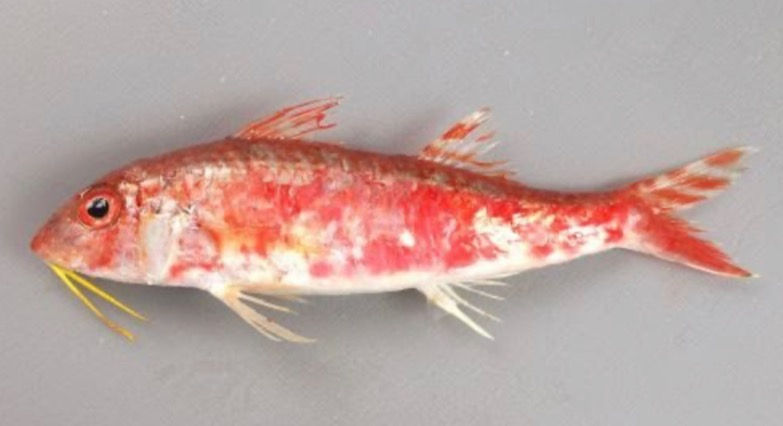 おじさん と呼ばれる魚