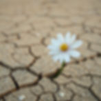 Flower spouting out of a dry cracked desert .jpg