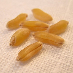 What is KAMUT® Wheat?