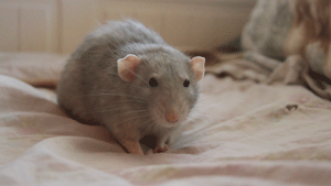 2 rat.gif