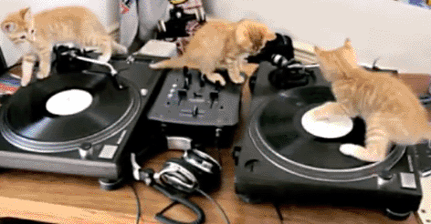 11 cat.gif