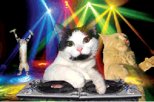 cat.gif