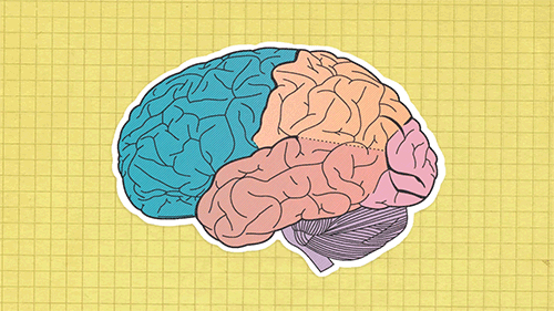 brain.gif