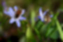 nennieinszweidrei-bees-7873791.jpg