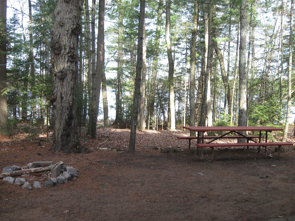 A wooded backyard with a picnic table and stone firepit surrounded by pine trees, with glimpses of the lake through the forest.