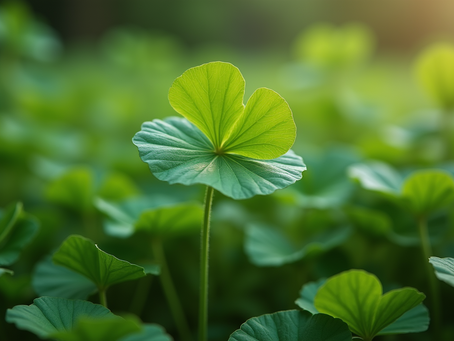 The Benefits of Centella Asiatica for Sensitive Skin Explained