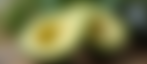 Indulge Your Locks: Create a Nourishing Honey and Avocado Hair Mask at Home