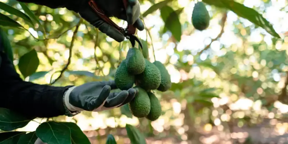 avocado-harvesting.jpg (1).webp