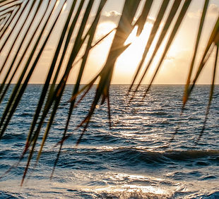 free-photo-of-sunset-on-a-brazilian-beach-with-palm-leaves.jpeg