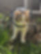 IMG-20250411-WA0005.jpg