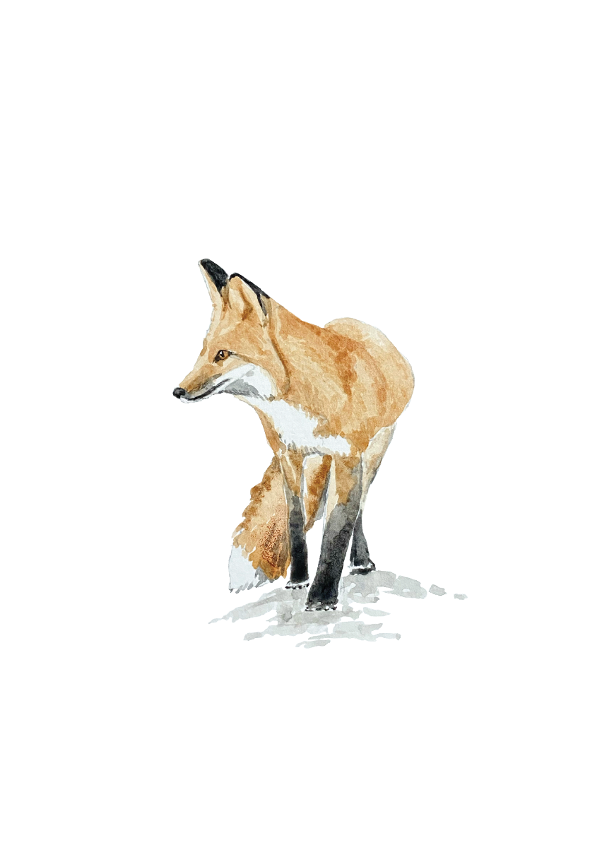 3.5x5 -Walking Fox card set