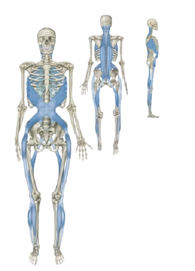 Tom Myers Anatomy Trains