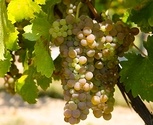 Viognier.png