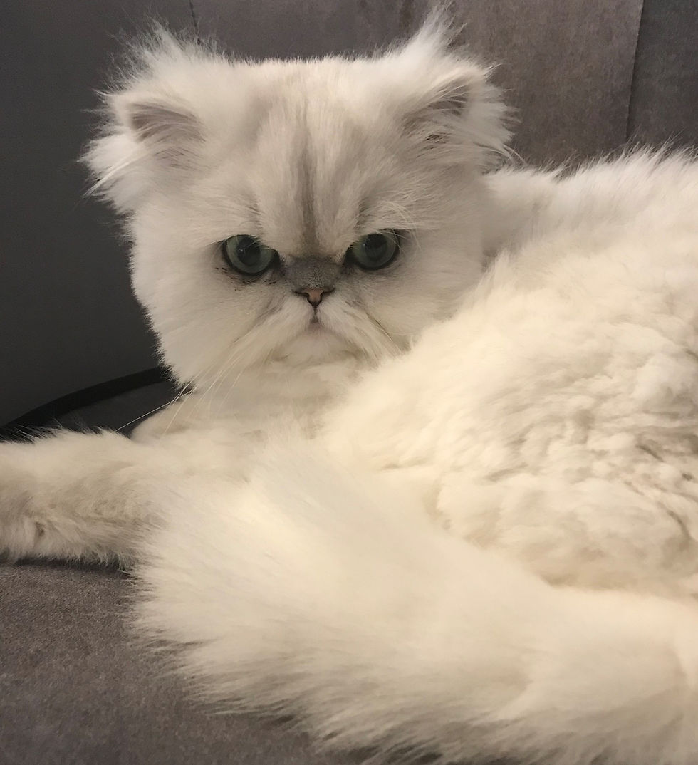 Persian Cat
