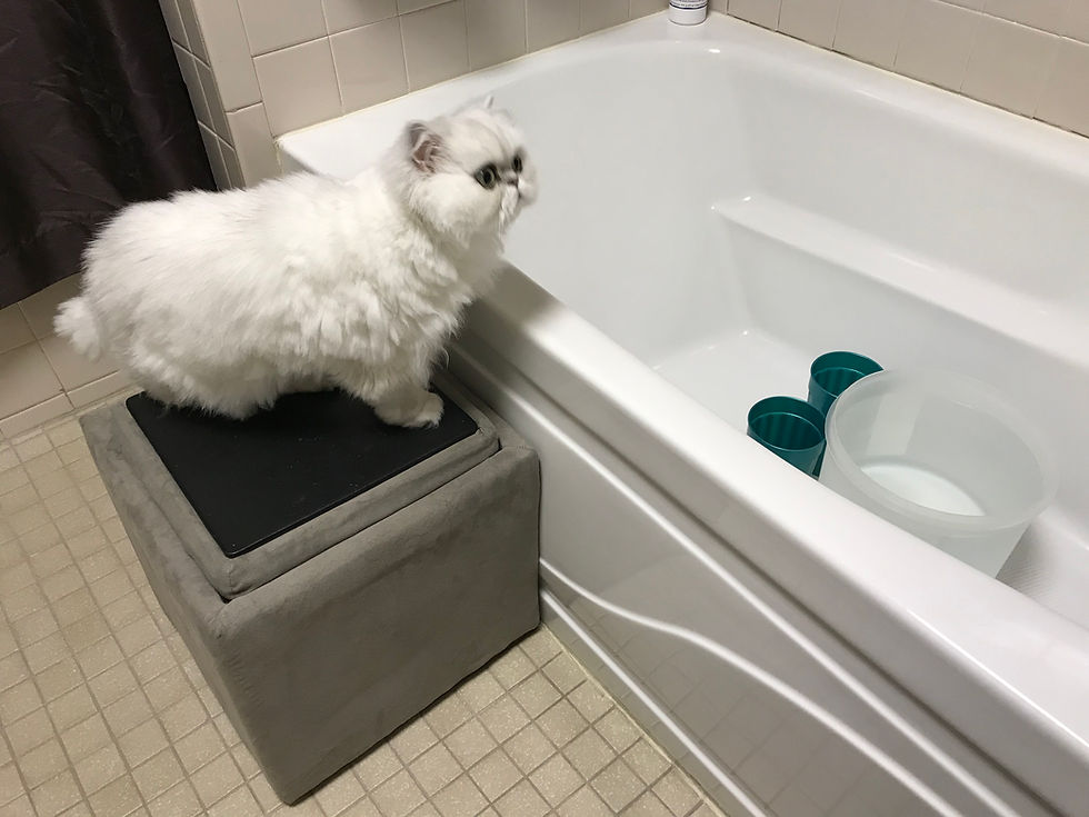 How to give a cat a bath quickly and gently