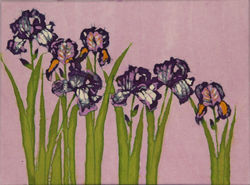 iris5