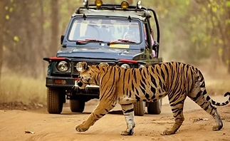 Wildlife century Dandeli jungle Safari