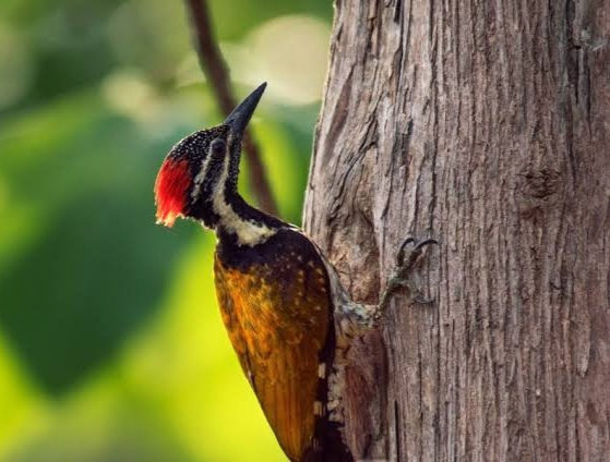Dandeli Jungle Safari 