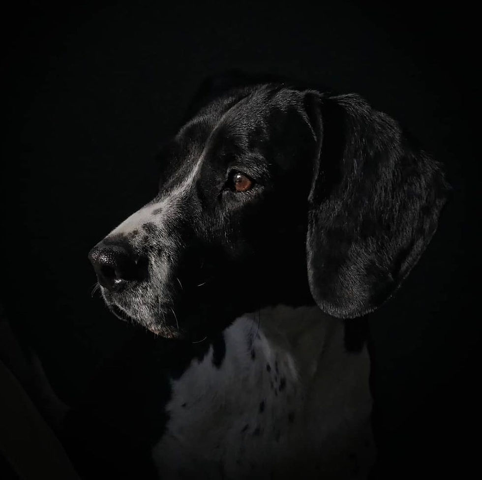 black and white dog portrait