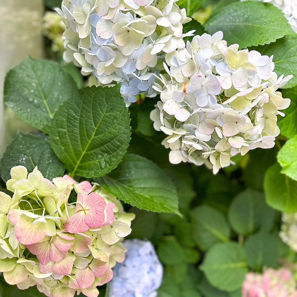 庭の紫陽花