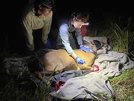 Belize deer capture
