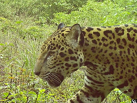 Belize jaguar