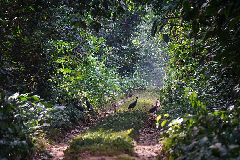 road in the forest.JPG