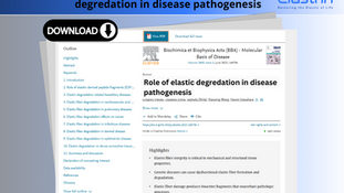 New Review: Role of Elastic Fiber Degradation in Disease Pathogenesis