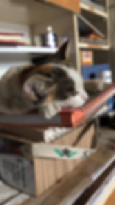 kedi sahiplendirme ilanları