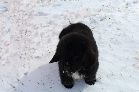 sammy snow1.bmp