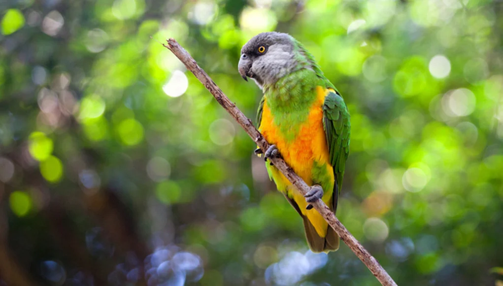 Senegal-Parrot.webp
