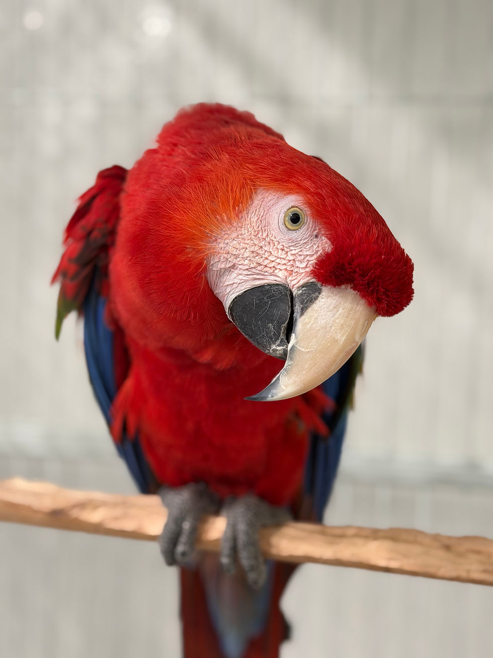 Thumbnail: Young adult Scarlett macaw
